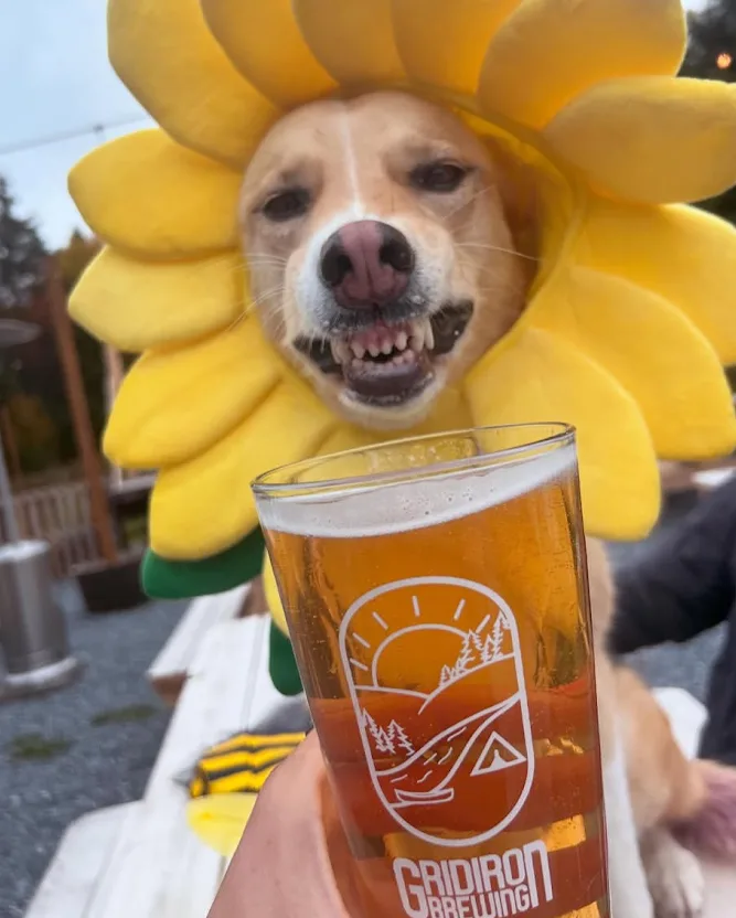 A very good dog in a sunflower costume visiting the taproom